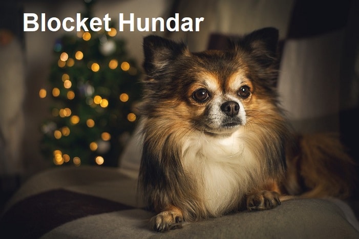 Blocket Hundar